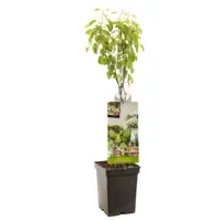 Pyrus communis 'Doyenné du Comice' (Peer) fruitplant 90cm - afbeelding 1