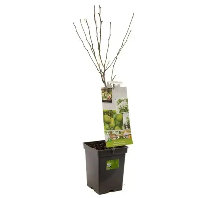 Pyrus communis 'Doyenné du Comice' (Peer) fruitplant 90cm - afbeelding 2