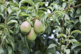 Pyrus communis 'Doyenné du Comice' (Peer) fruitplant 90cm - afbeelding 17