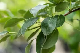 Pyrus communis 'Doyenné du Comice' (Peer) fruitplant 90cm - afbeelding 34