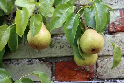 Pyrus communis 'Doyenné du Comice' (Peer) fruitplant 90cm - afbeelding 5