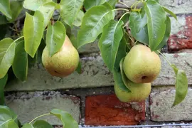 Pyrus communis 'Doyenné du Comice' (Peer) fruitplant 90cm - afbeelding 5