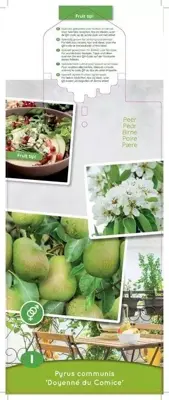 Pyrus communis 'Doyenné du Comice' (Peer) fruitplant 90cm - afbeelding 3