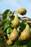 Pyrus communis 'Doyenné du Comice' (Peer) fruitplant 90cm - afbeelding 4