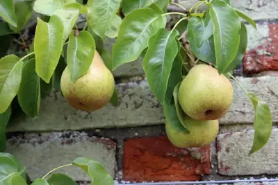 Pyrus communis 'Doyenné du Comice' (Peer) fruitplant 90cm - afbeelding 5