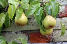 Pyrus communis 'Doyenné du Comice' (Peer) fruitplant 90cm - afbeelding 5