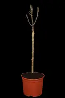 Pyrus communis 'Doyenné du Comice' (Peer) fruitplant 90cm - afbeelding 6