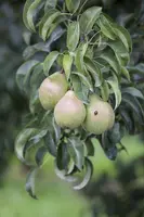 Pyrus communis 'Doyenné du Comice' (Peer) fruitplant 90cm - afbeelding 12