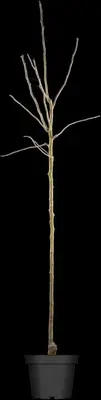 Pyrus communis (Eetpeer) - afbeelding 5