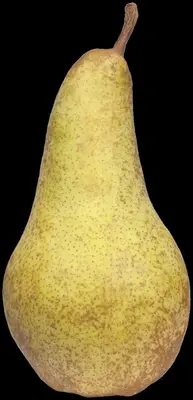 Pyrus communis (Eetpeer) - afbeelding 18