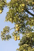 Pyrus communis (Eetpeer) - afbeelding 3