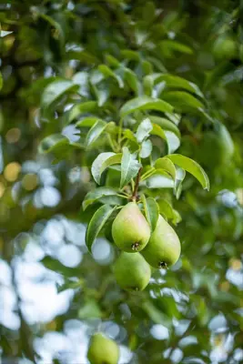 Pyrus communis (Eetpeer) - afbeelding 25