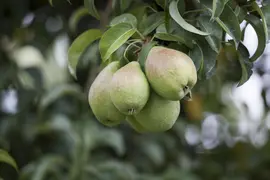 Pyrus communis (Eetpeer) - afbeelding 10