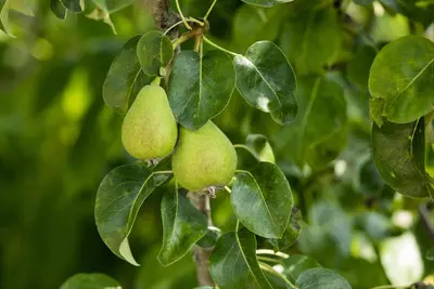 Pyrus communis (Eetpeer) - afbeelding 19