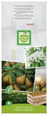 Pyrus communis 'Gieser Wildeman' (Peer) fruitplant 160cm - afbeelding 4