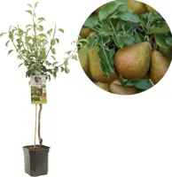 Pyrus communis 'Gieser Wildeman' (Peer) fruitplant 160cm - afbeelding 1