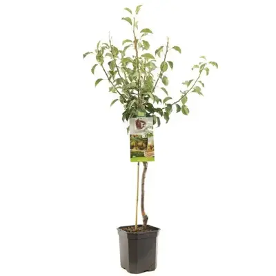Pyrus communis 'Gieser Wildeman' (Peer) fruitplant 160cm - afbeelding 2