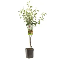 Pyrus communis 'Gieser Wildeman' (Peer) fruitplant 160cm - afbeelding 2