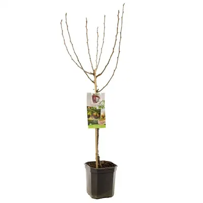 Pyrus communis 'Gieser Wildeman' (Peer) fruitplant 160cm - afbeelding 3