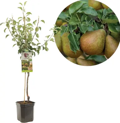 Pyrus communis 'Gieser Wildeman' (Peer) fruitplant 160cm - afbeelding 1