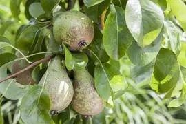 Pyrus communis 'Gieser Wildeman' (Peer) fruitplant 230cm - afbeelding 10