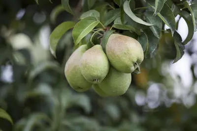 Pyrus communis 'Gieser Wildeman' (Peer) fruitplant 230cm - afbeelding 14