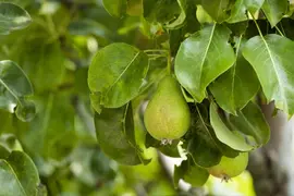 Pyrus communis 'Gieser Wildeman' (Peer) fruitplant 230cm - afbeelding 25