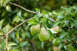 Pyrus communis 'Gieser Wildeman' (Peer) fruitplant 230cm - afbeelding 31