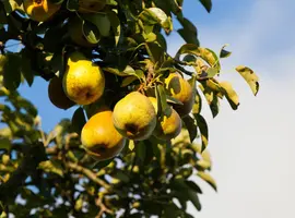Pyrus communis 'Gieser Wildeman' (Peer) fruitplant 230cm - afbeelding 6