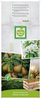 Pyrus communis 'Gieser Wildeman' (Peer) fruitplant 230cm - afbeelding 3