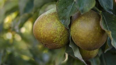 Pyrus communis 'Gieser Wildeman' (Peer) fruitplant 230cm - afbeelding 4