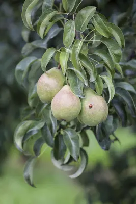 Pyrus communis 'Gieser Wildeman' (Peer) fruitplant 230cm - afbeelding 11