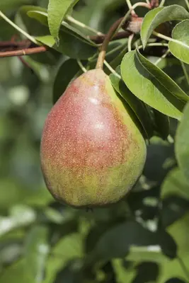 Pyrus communis 'Gieser Wildeman' (Peer) fruitplant 230cm - afbeelding 12