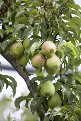 Pyrus communis 'Gieser Wildeman' (Peer) fruitplant 230cm - afbeelding 15