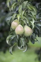 Pyrus communis 'Gieser Wildeman' (Peer) fruitplant 230cm - afbeelding 17