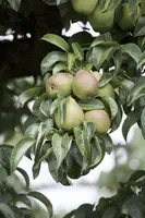 Pyrus communis 'Gieser Wildeman' (Peer) fruitplant 230cm - afbeelding 18