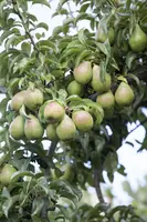 Pyrus communis 'Gieser Wildeman' (Peer) fruitplant 230cm - afbeelding 19