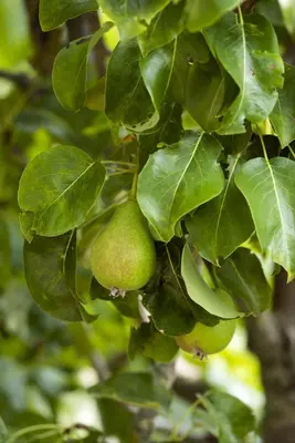 Pyrus communis 'Gieser Wildeman' (Peer) fruitplant 230cm - afbeelding 24