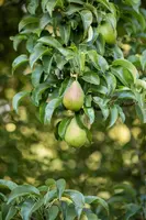 Pyrus communis 'Gieser Wildeman' (Peer) fruitplant 230cm - afbeelding 27