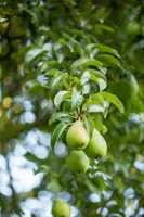 Pyrus communis 'Gieser Wildeman' (Peer) fruitplant 230cm - afbeelding 29