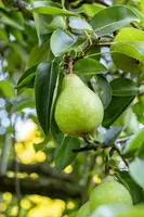 Pyrus communis 'Gieser Wildeman' (Peer) fruitplant 230cm - afbeelding 32