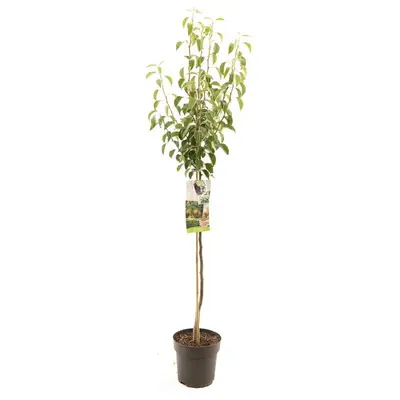 Pyrus communis 'Gieser Wildeman' (Peer) fruitplant 230cm - afbeelding 1