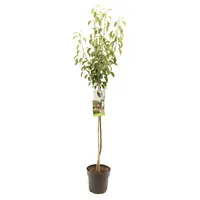 Pyrus communis 'Gieser Wildeman' (Peer) fruitplant 230cm - afbeelding 1