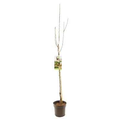 Pyrus communis 'Gieser Wildeman' (Peer) fruitplant 230cm - afbeelding 2