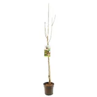 Pyrus communis 'Gieser Wildeman' (Peer) fruitplant 230cm - afbeelding 2