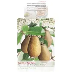 Pyrus communis 'Triomphe de Vienne' (Peer) fruitplant 230cm - afbeelding 2
