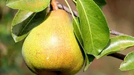 Pyrus communis 'Triomphe de Vienne' (Peer) fruitplant 230cm - afbeelding 3