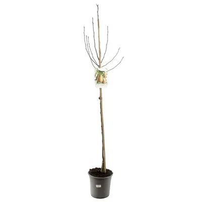 Pyrus communis 'Triomphe de Vienne' (Peer) fruitplant 230cm - afbeelding 1