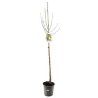 Pyrus communis 'Triomphe de Vienne' (Peer) fruitplant 230cm - afbeelding 1
