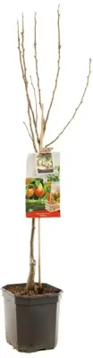 Pyrus communis 'Williams' (Peer) fruitplant 160cm - afbeelding 3